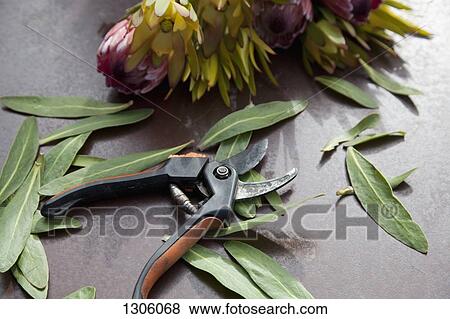 Secateurs and leaf, close-up View Large Photo Image Stock Photo - Secateurs and leaf, close-up. Fotosearch