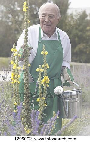Stock Image - Senior man holding watering can. Fotosearch