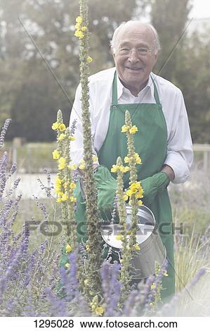 Senior man watering plant in garden, portrait View Large Photo Image Stock Photo - Senior man watering plant in garden, portrait. Fotosearch