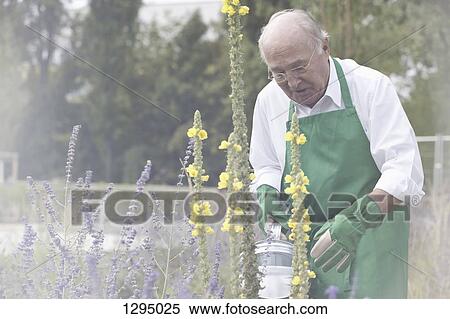 Senior man watering plant in garden View Large Photo Image Stock Photography - Senior man watering plant in garden. Fotosearch