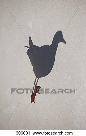 Stock Image - Shadow of bird. Fotosearch