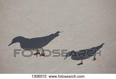 Shadow of bird View Large Photo Image Stock Image - Shadow of bird. Fotosearch