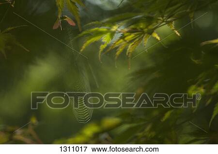 Spider web hanging on branch View Large Photo Image Stock Photo - Spider web hanging on branch. Fotosearch
