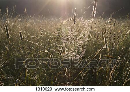 Spider web in field View Large Photo Image Stock Photo - Spider web in field. Fotosearch