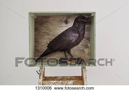 Stock Photograph - Stuffed crow in a shadow box. Fotosearch
