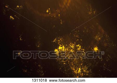 Sunlight passing through branches View Large Photo Image Stock Photo - Sunlight passing through branches. Fotosearch