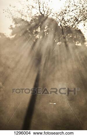 Sunlight passing through trees View Large Photo Image Picture - Sunlight passing through trees. Fotosearch
