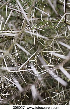 Thorny branch, close-up View Large Photo Image Stock Photo - Thorny branch, close-up. Fotosearch