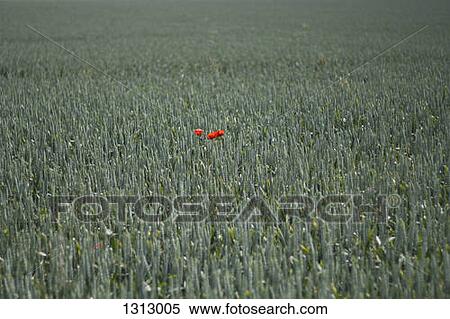 Three lone poppy flowers in green field View Large Photo Image Stock Photography - Three lone poppy flowers in green field. Fotosearch