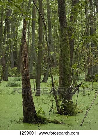 Stock Image - Trees in swamp area. Fotosearch