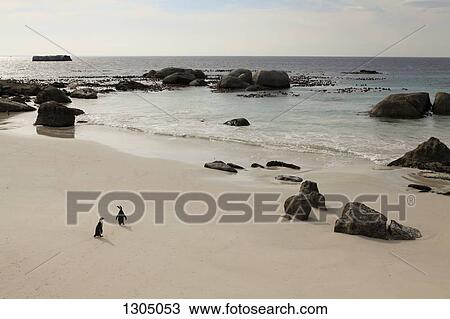 Two penguins walking on beach, Simon's Town, South Africa View Large Photo Image Stock Image - Two penguins walking on beach, Simon's Town, South Africa. Fotosearch