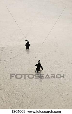 Two penguins walking on sand, Simon's Town, South Africa View Large Photo Image Stock Photo - Two penguins walking on sand, Simon's Town, South Africa. Fotosearch