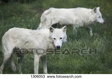 Two white wolves in the grass View Large Photo Image Stock Image - Two white wolves in the grass. Fotosearch