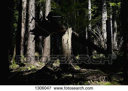 View of forest View Large Photo Image Stock Photo - View of forest. Fotosearch