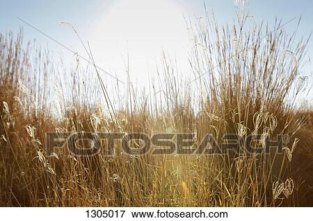 Stock Photo - Wild grass in meadow. Fotosearch