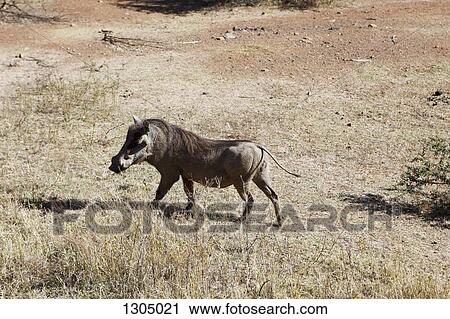 Wild pig walking on grass View Large Photo Image Stock Image - Wild pig walking on grass. Fotosearch