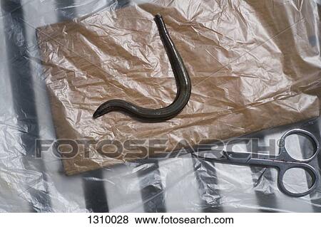 Worm and scissors on plastic, close-up View Large Photo Image Stock Photo - Worm and scissors on plastic, close-up. Fotosearch