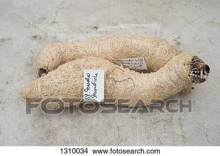Wrapped animal skeleton, close-up View Large Photo Image Picture - Wrapped animal skeleton, close-up. Fotosearch