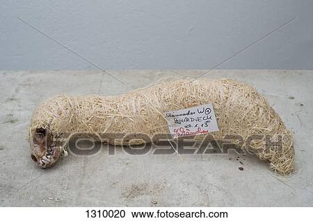 Wrapped animal skeleton, close-up View Large Photo Image Stock Image - Wrapped animal skeleton, close-up. Fotosearch