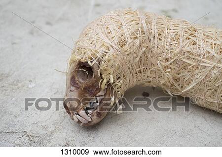 Wrapped animal skeleton, close-up View Large Photo Image Stock Photo - Wrapped animal skeleton, close-up. Fotosearch