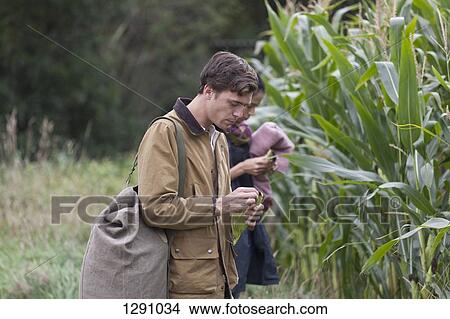 Picture - Young couple standing in corn field. Fotosearch
