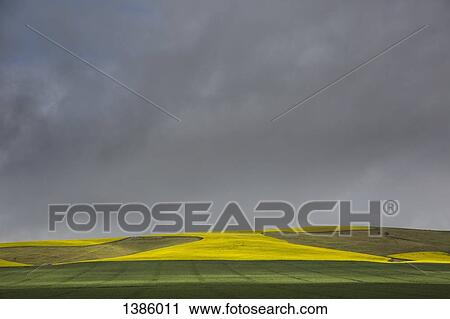 Agricultural field against cloudy sky View Large Photo Image Stock Image - Agricultural field against cloudy sky. Fotosearch