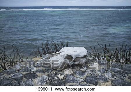 Animal skull on rock by sea View Large Photo Image Stock Image - Animal skull on rock by sea. Fotosearch
