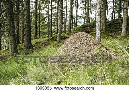 Anthill in forest View Large Photo Image Stock Photography - Anthill in forest. Fotosearch
