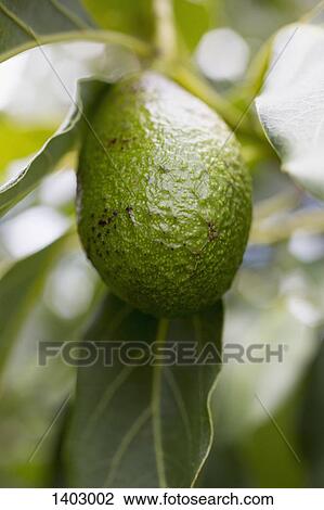 Avocado hanging from tree View Large Photo Image Stock Image - Avocado hanging from tree. Fotosearch