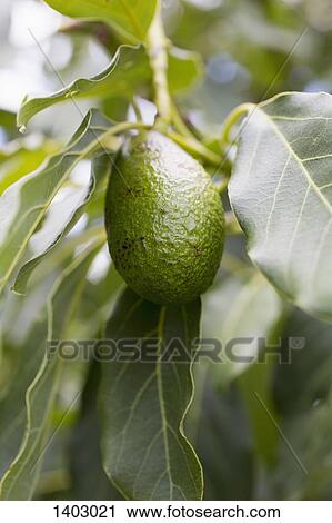 Stock Image - Avocado hanging from tree. Fotosearch