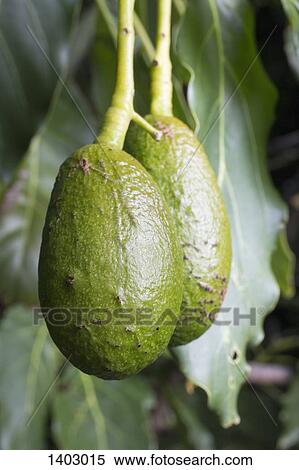 Avocado hanging from tree View Large Photo Image Stock Photography - Avocado hanging from tree. Fotosearch