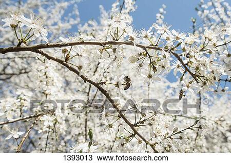 Bee on cherry blossom flower View Large Photo Image Stock Image - Bee on cherry blossom flower. Fotosearch