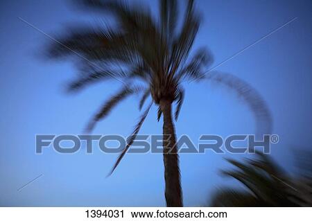 Blurred motion of palm trees against clear blue sky View Large Photo Image Stock Image - Blurred motion of palm trees against clear blue sky. Fotosearch