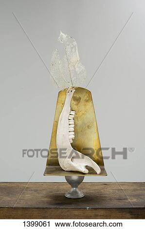 Bone and dried leaf on table against white background View Large Photo Image Stock Image - Bone and dried leaf on table against white background. Fotosearch