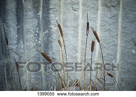Stock Photography - Cattails growing against textured wall. Fotosearch