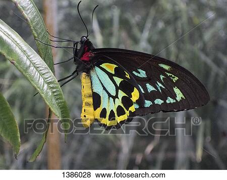 Stock Photo - Close-up of Cairns Birdwing butterfly on leaf. Fotosearch