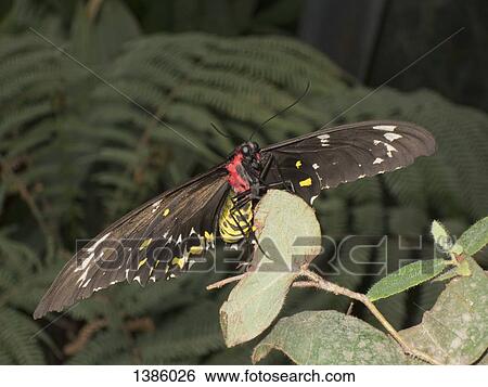 Close-up of Cairns Birdwing butterfly on plant View Large Photo Image Stock Photograph - Close-up of Cairns Birdwing butterfly on plant. Fotosearch