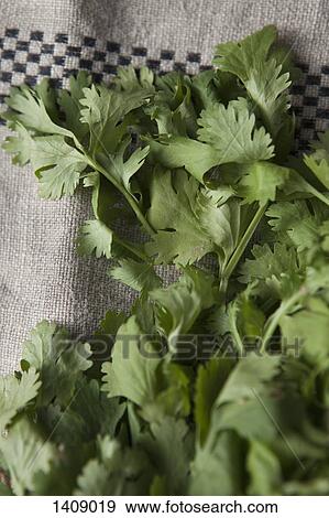 Close-up of coriander leaves on fabric View Large Photo Image Stock Photo - Close-up of coriander leaves on fabric. Fotosearch