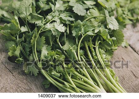 Stock Photo - Close-up of coriander leaves on table. Fotosearch