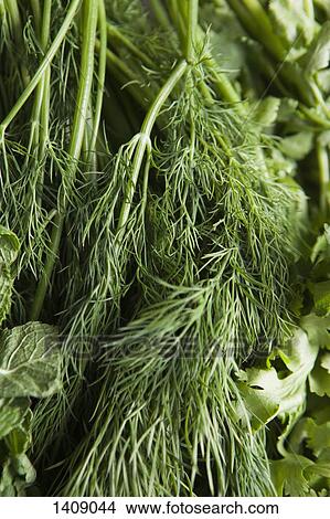 Close-up of dill leaves View Large Photo Image Picture - Close-up of dill leaves. Fotosearch