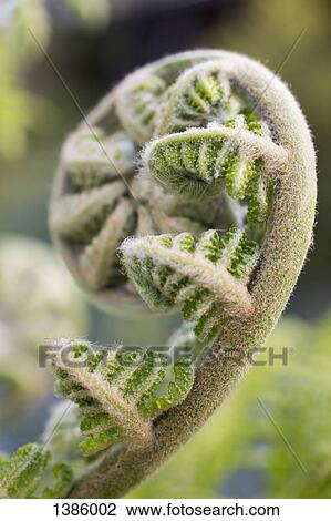 Close-up of fiddlehead fern View Large Photo Image Stock Image - Close-up of fiddlehead fern. Fotosearch