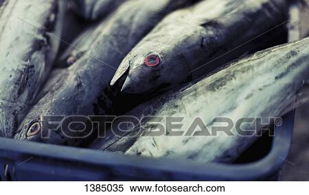 "Close-up of fish in container, Nha Trang, Vietnam" View Large Photo Image Stock Photography - "Close-up of fish in container, Nha Trang, Vietnam". Fotosearch