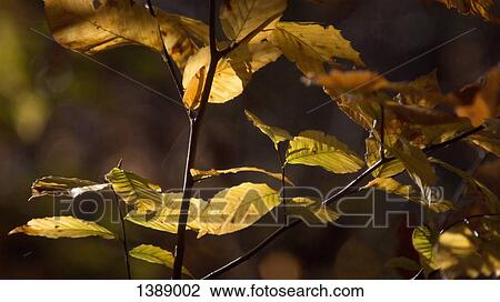 Close-up of leaves on sunny day View Large Photo Image Stock Image - Close-up of leaves on sunny day. Fotosearch