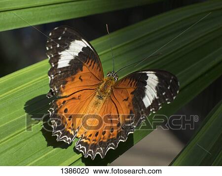 Close-up of Leopard Lacewing butterfly on leaf View Large Photo Image Stock Image - Close-up of Leopard Lacewing butterfly on leaf. Fotosearch