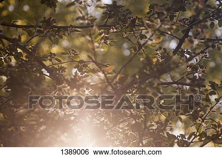 Stock Photograph - Close-up of plants on sunny day. Fotosearch