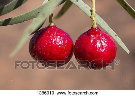 Stock Image - Close-up of quandong hanging on plant outdoors. Fotosearch