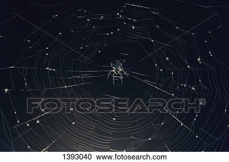 Close-up of spider on web View Large Photo Image Stock Image - Close-up of spider on web. Fotosearch