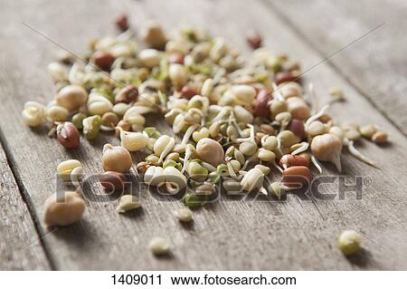Close-up of various bean sprouts on table View Large Photo Image Stock Image - Close-up of various bean sprouts on table. Fotosearch