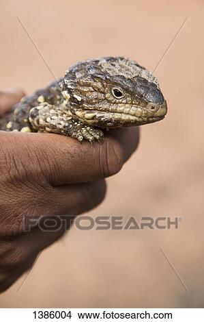 Picture - Cropped image of hand holding Shingleback Lizard outdoors. Fotosearch
