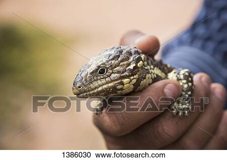 Stock Image - Cropped image of hand holding Shingleback Lizard outdoors. Fotosearch